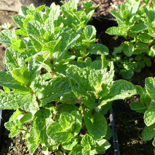 Mäta marocká - (Mentha spicata 'Moroccan' L.) / živá bylinka, rastlinka v kvetináči