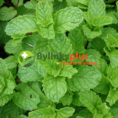 Mäta marocká - (Mentha spicata 'Moroccan' L.) / rastlinky, bylinky v kvetináčiku