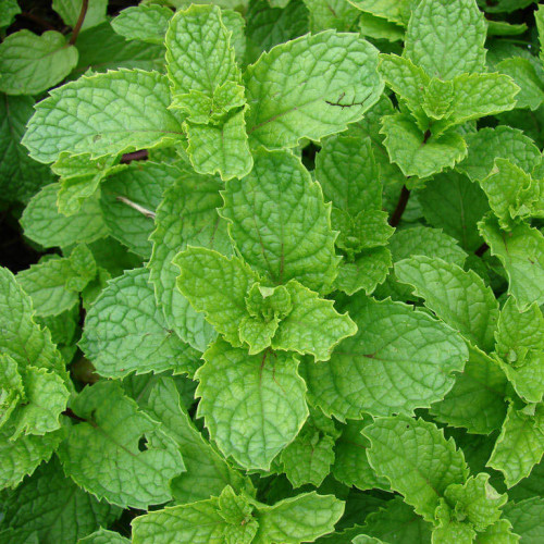 Mäta marocká - (Mentha spicata 'Moroccan' L.) / živá bylinka, rastlinka v kvetináči