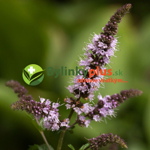 Mäta pieporná - (Mentha piperita L.) / rastlinky, bylinky v kvetináči