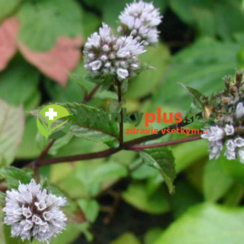 Mäta pieporná - (Mentha piperita L.) / rastlinky, bylinky v kvetináči