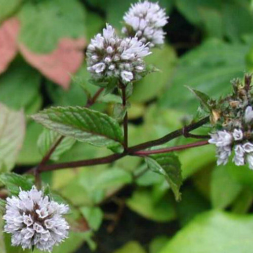 Mäta pieporná - (Mentha piperita L.) / rastlinky, bylinky v kvetináči