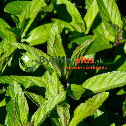 Mäta pieporná - (Mentha piperita L.) / rastlinky, bylinky v kvetináči