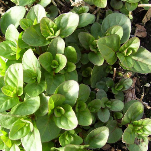 Mäta pomarančová ( Mentha piperita "Citrata" L. ) / rastlinky, bylinky v kvetináči