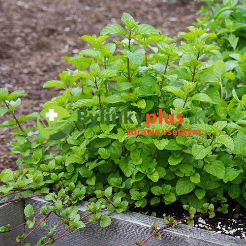 Mäta pomarančová ( Mentha piperita "Citrata" L. ) / rastlinky, bylinky v kvetináči