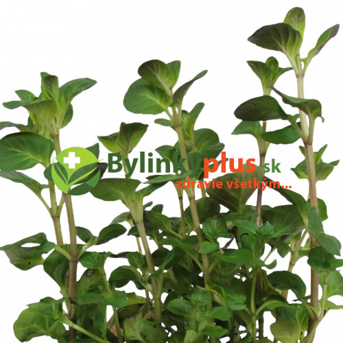 Mäta pomarančová ( Mentha piperita "Citrata" L. ) / rastlinky, bylinky v kvetináči