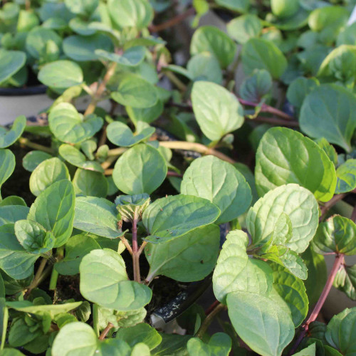 Mäta pomarančová ( Mentha piperita "Citrata" L. ) / rastlinky, bylinky v kvetináči