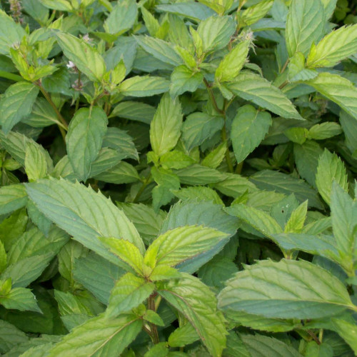 Mäta švajčiarska  „SWISS RICOLA“ / živá bylinka, rastlinka v kvetináči