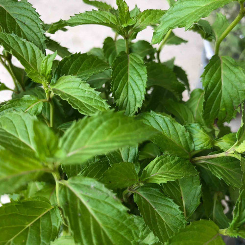 Mäta švajčiarska  „SWISS RICOLA“ / živá bylinka, rastlinka v kvetináči