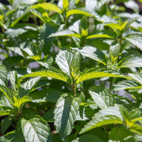 Mäta švajčiarska  „SWISS RICOLA“ / živá bylinka, rastlinka v kvetináči