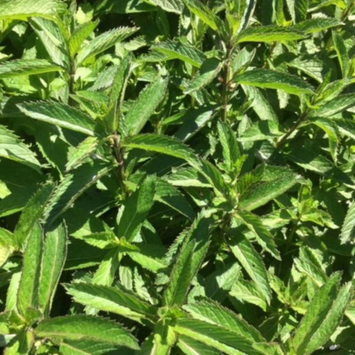 Mäta švajčiarska  „SWISS RICOLA“ / živá bylinka, rastlinka v kvetináči