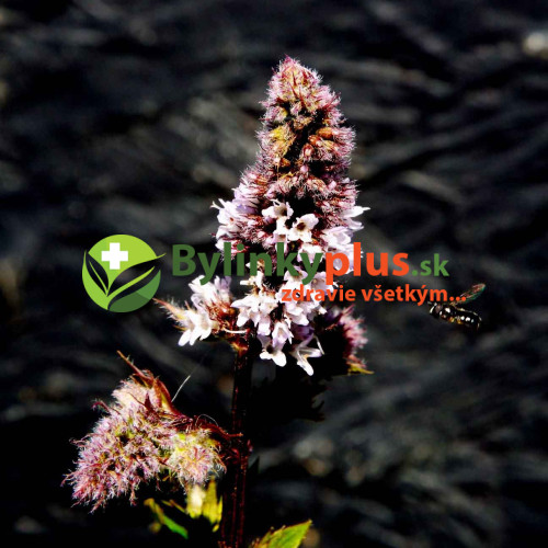 Mäta švajčiarska  „SWISS RICOLA“ -  rastlinky, bylinky v kvetináči
