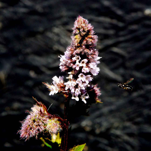 Mäta švajčiarska  „SWISS RICOLA“ / živá bylinka, rastlinka v kvetináči