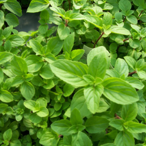 Mäta zázvorová, mäta, ginger  (Mentha gentilis ´Ginger´ L.)  / živá rastlina, bylinka v kvetináči