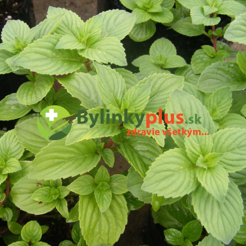 Mäta zázvorová, mäta, ginger  (Mentha gentilis ´Ginger´ L.)  / živá rastlina, bylinka v kvetináči