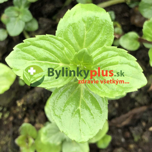 Mäta zázvorová, mäta, ginger  (Mentha gentilis ´Ginger´ L.)  / živá rastlina, bylinka v kvetináči