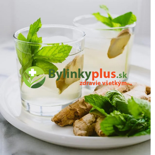 Mäta zázvorová, mäta, ginger  (Mentha gentilis ´Ginger´ L.)  / živá rastlina, bylinka v kvetináči