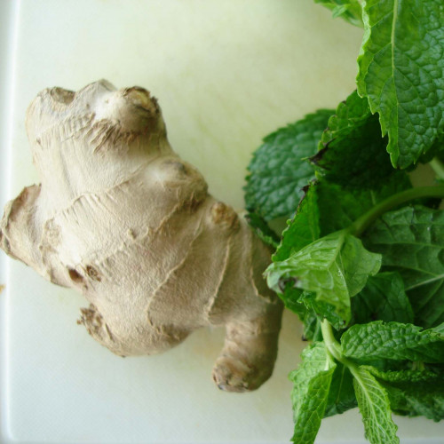 Mäta zázvorová, mäta, ginger  (Mentha gentilis ´Ginger´ L.)  / živá bylinka, rastlinka v kvetináči