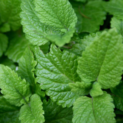 Medovka lekárska - (Melissa officinalis L.) / živá bylinka, rastlinka v kvetináči