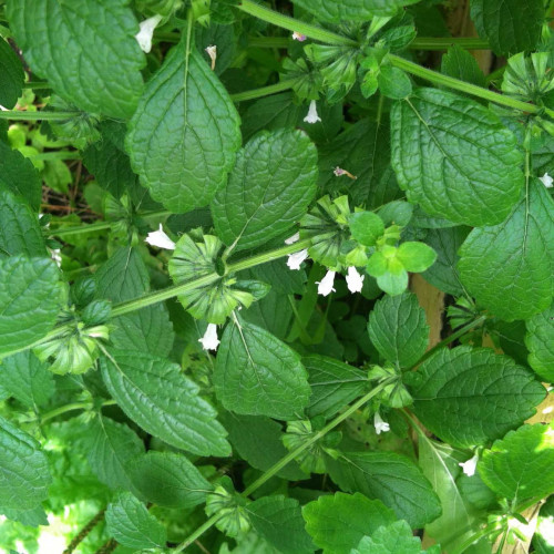 Medovka lekárska - (Melissa officinalis L.) / živá bylinka, rastlinka v kvetináči
