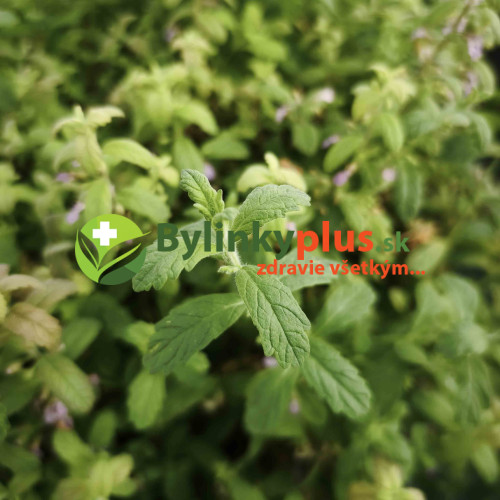 Mäta cesnaková - Menta Species "Garlic" L/ živá bylinka, rastlinka v kvetináči