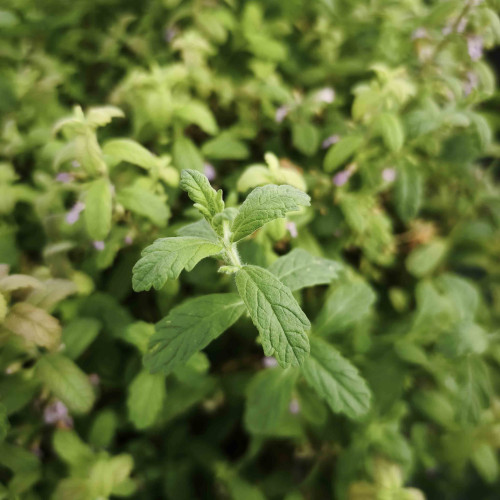 Mäta cesnaková - Menta Species "Garlic" L/ živá bylinka, rastlinka v kvetináči