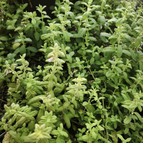 Mäta cesnaková - Menta Species "Garlic" L/ živá bylinka, rastlinka v kvetináči