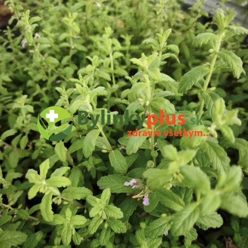 Mäta cesnaková - Menta Species "Garlic" L/ živá bylinka, rastlinka v kvetináči Mäta cesnaková - Menta Species "Garlic" L/ živá bylinka, rastlinka v kvetináči