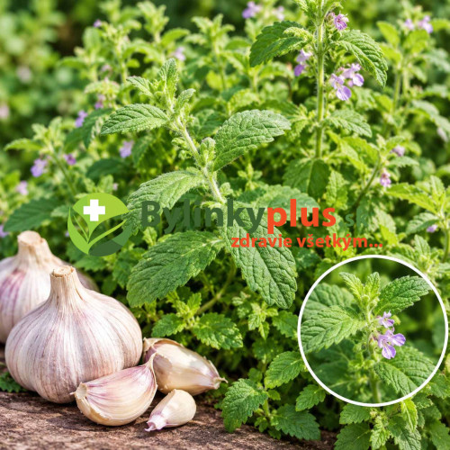 Mäta cesnaková - Menta Species "Garlic" L/ živá bylinka, rastlinka v kvetináči