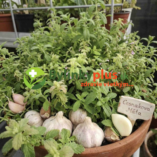 Mäta cesnaková - Menta Species "Garlic" L/ živá bylinka, rastlinka v kvetináči Mäta cesnaková - Menta Species "Garlic" L/ živá bylinka, rastlinka v kvetináči