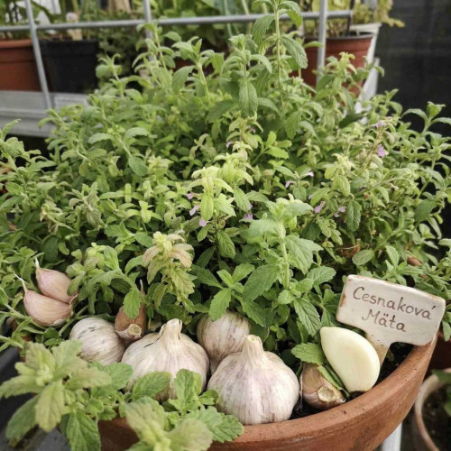 Mäta cesnaková - Menta Species "Garlic" L/ živá bylinka, rastlinka v kvetináči