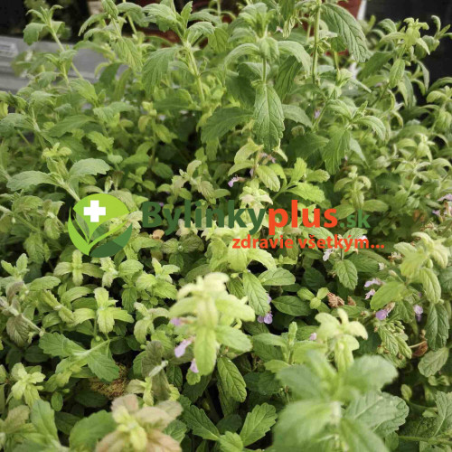 Mäta cesnaková - Menta Species "Garlic" L/ živá bylinka, rastlinka v kvetináči Mäta cesnaková - Menta Species "Garlic" L/ živá bylinka, rastlinka v kvetináči