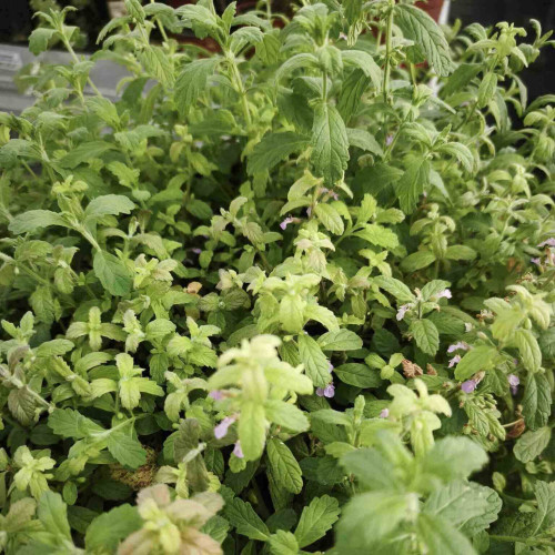 Mäta cesnaková - Menta Species "Garlic" L/ živá bylinka, rastlinka v kvetináči