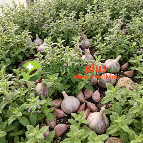Mäta cesnaková - Menta Species "Garlic" L/ živá bylinka, rastlinka v kvetináči Mäta cesnaková - Menta Species "Garlic" L/ živá bylinka, rastlinka v kvetináči