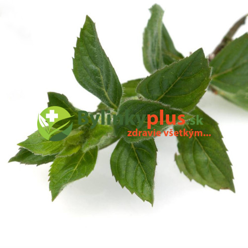 Mäta citrónová – (Mentha gentilis var. citrata L.) / živá bylinka, rastlinka v kvetináči Mäta citrónová – (Mentha gentilis var. citrata L.) / živá bylinka, rastlinka v kvetináči