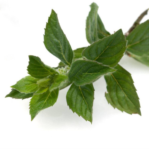 Mäta citrónová – (Mentha gentilis var. citrata L.) / živá bylinka, rastlinka v kvetináči