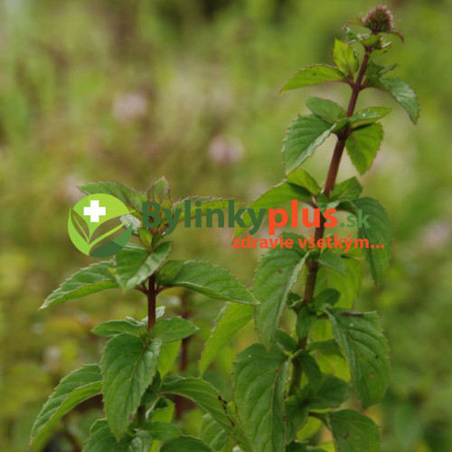 Mäta citrónová – (Mentha gentilis var. citrata L.) / živá bylinka, rastlinka v kvetináči Mäta citrónová – (Mentha gentilis var. citrata L.) / živá bylinka, rastlinka v kvetináči