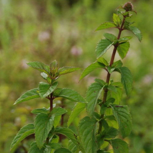 Mäta citrónová – (Mentha gentilis var. citrata L.) / živá bylinka, rastlinka v kvetináči