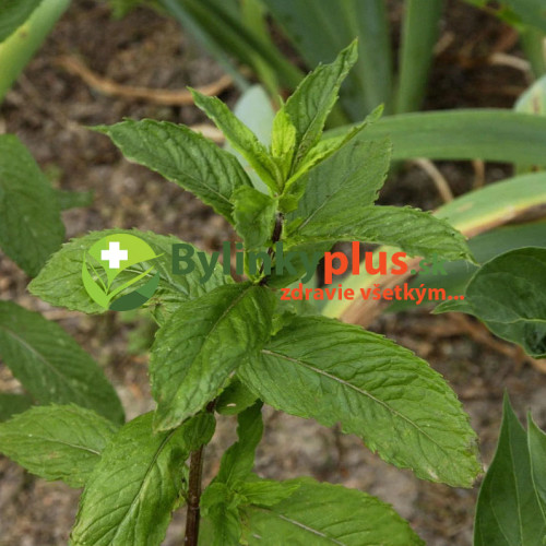 Mäta citrónová – (Mentha gentilis var. citrata L.) / živá bylinka, rastlinka v kvetináči Mäta citrónová – (Mentha gentilis var. citrata L.) / živá bylinka, rastlinka v kvetináči