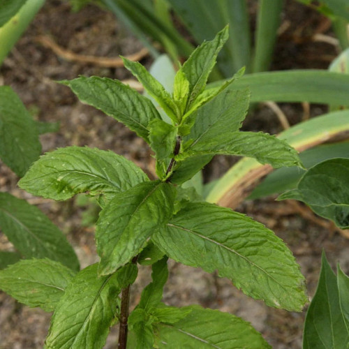 Mäta citrónová – (Mentha gentilis var. citrata L.) / živá bylinka, rastlinka v kvetináči