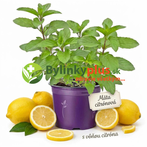 Mäta citrónová – (Mentha gentilis var. citrata L.) / živá bylinka, rastlinka v kvetináči Mäta citrónová – (Mentha gentilis var. citrata L.) / živá bylinka, rastlinka v kvetináči