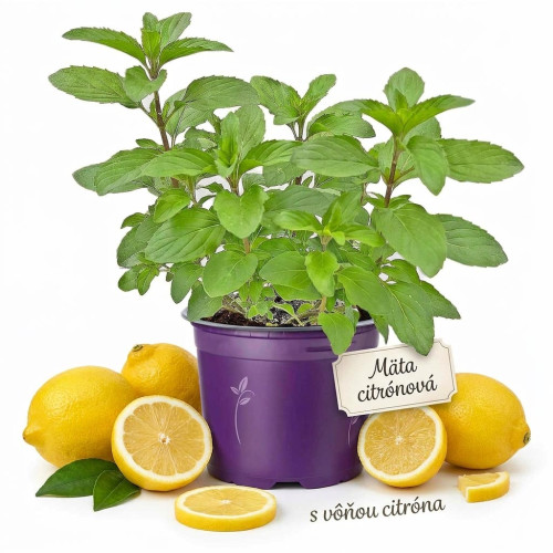 Mäta citrónová – (Mentha gentilis var. citrata L.) / živá bylinka, rastlinka v kvetináči