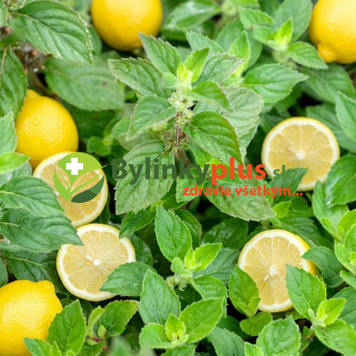 Mäta citrónová – (Mentha gentilis var. citrata L.) / živá bylinka, rastlinka v kvetináči