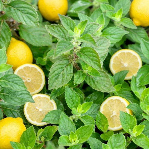 Mäta citrónová – (Mentha gentilis var. citrata L.) / živá bylinka, rastlinka v kvetináči