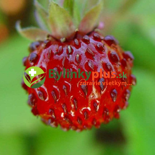 Mesačná jahôdka, plnokvetá - Fragaria vesca "Flore Pleno"