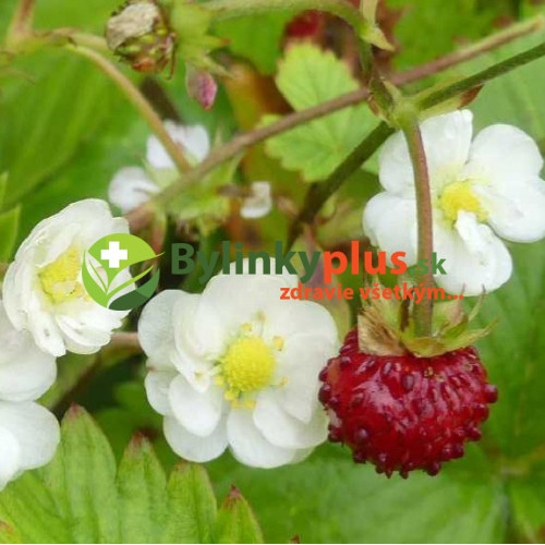 Mesačná jahôdka, plnokvetá - Fragaria vesca "Flore Pleno"