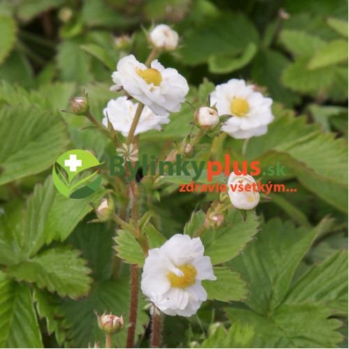 Mesačná jahôdka, plnokvetá - Fragaria vesca "Flore Pleno"