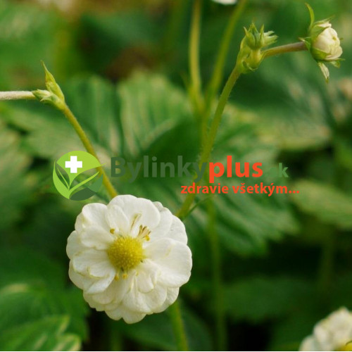 Mesačná jahôdka, plnokvetá - Fragaria vesca "Flore Pleno"