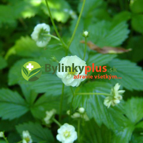 Mesačná jahôdka, plnokvetá - Fragaria vesca "Flore Pleno"