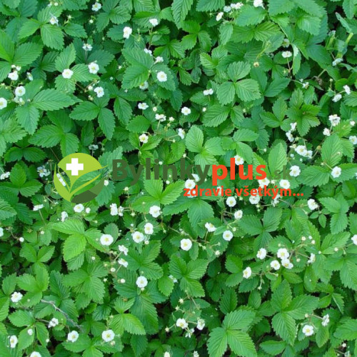 Mesačná jahôdka, plnokvetá - Fragaria vesca "Flore Pleno"